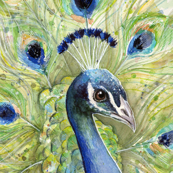 700x700 Peacock Watercolor Painting Exotic Birds Duvet Cover By Olechka - Peacock Watercolor Painting