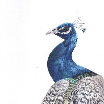 354x354 Blue Peacock Watercolor Painting From Aakritiarts On Etsy - Peacock Watercolor Painting