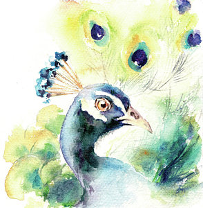 294x300 Peacock Watercolor Paintings Fine Art America - Peacock Watercolor Painting