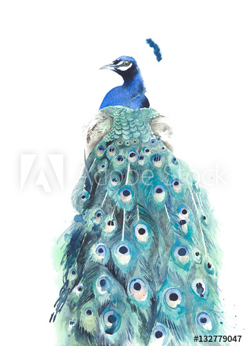 356x500 Peacock Watercolor Painting Illustration Isolated On White - Peacock Watercolor Painting