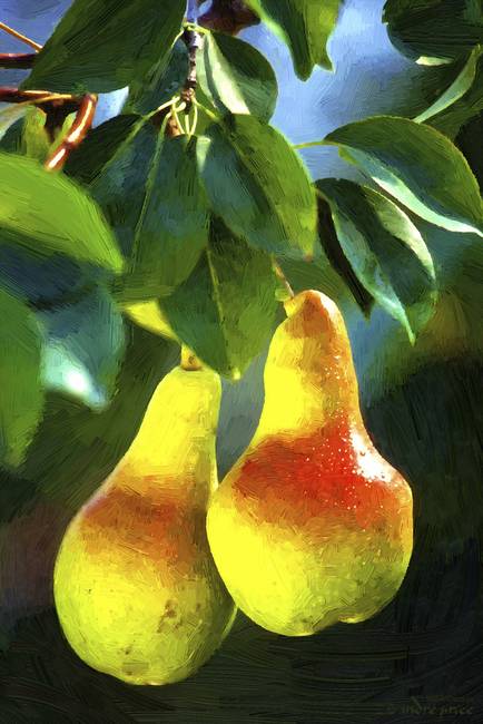 434x650 Pear Tree Oil Painting By Andre Price - Pear Tree Painting