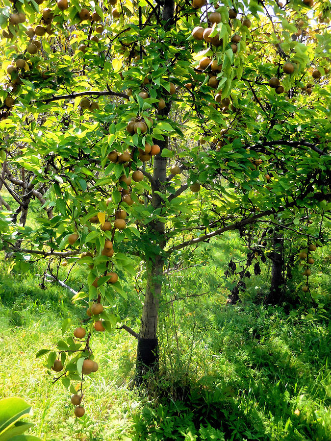 675x900 Hosui Asian Pear Tree 10 Painting By Jeelan Clark - Pear Tree Painting