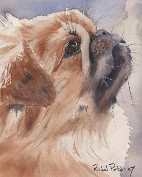 480x600 Pekingese Dog Art Print Of My Watercolor Painting By Rachelsstudio - Pekingese Painting