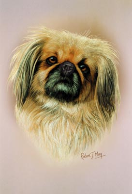 273x400 Pekingese Head Study Print Rmdh111 - Pekingese Painting