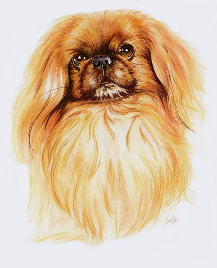 728x900 Pekingese Painting By Barbara Keith - Pekingese Painting