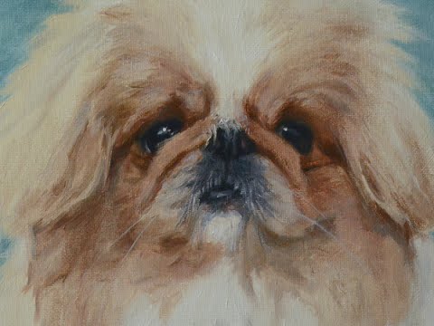 480x360 Dog Portrait, Oil Painting Of Pekingese Japser Time Lapse, Speed - Pekingese Painting