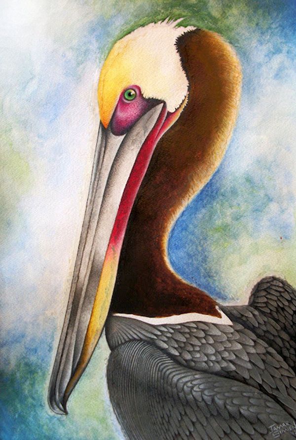 600x892 Original Watercolor Pelican Painting Fine Art Print 8 X 10, 11 X - Pelican Painting
