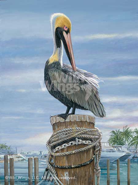 450x605 Preening Brown Pelican Painting By Rollie Brandt Wild Wings - Pelican Painting