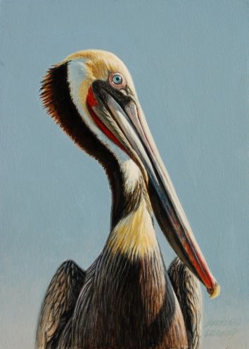 354x495 Brown Pelican 7x5 Original Art Painting By George Lockwood - Pelican Painting