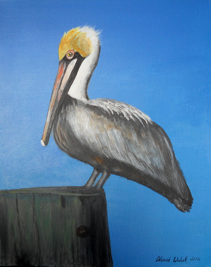 711x900 Brown Pelican Painting By Edward Walsh - Pelican Painting