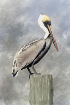 236x354 Heron Beach Wall Art - Pelican Painting On Wood