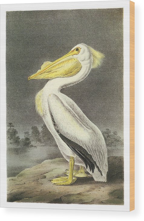 477x732 American White Pelican Wood Print By John James Audubon - Pelican Painting On Wood