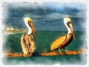 300x225 Florida Keys Brown Pelicans Painting By Maciek Froncisz - Pelican Watercolor Painting
