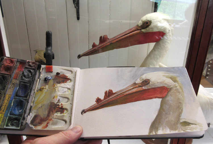 750x507 Gurney Journey Painting A Pelican - Pelican Watercolor Painting