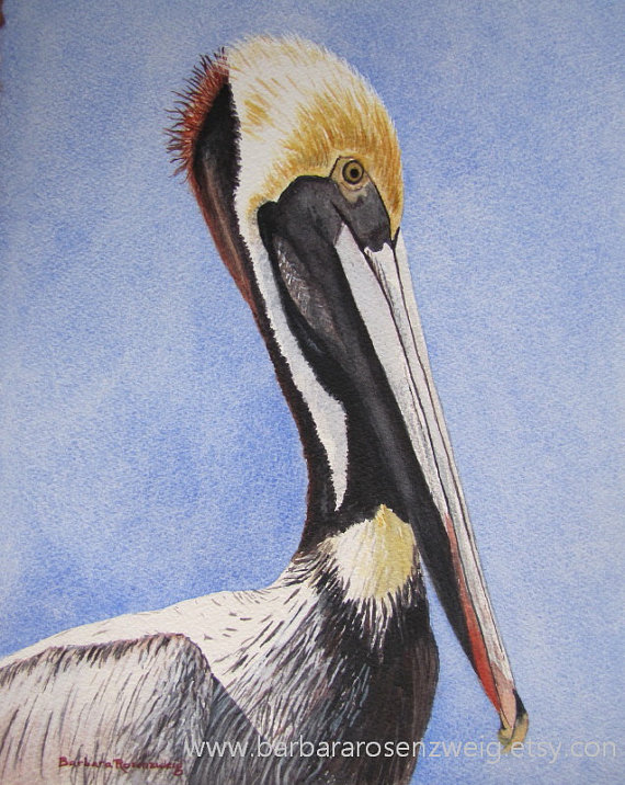 Pelican Watercolor Painting at PaintingValley.com | Explore collection ...