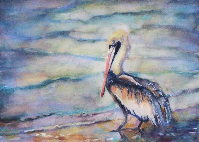 798x570 Pelican,watercolour Painting,watercolor Painting,watercolour Art - Pelican Watercolor Painting