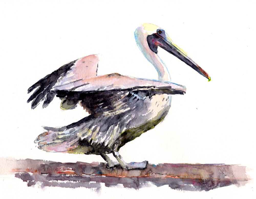 Pelican Watercolor Painting At Explore Collection