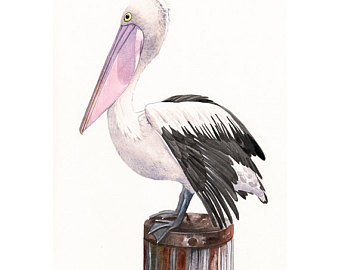 340x270 Pelican Painting P072 Print Of Watercolor Painting A3 - Pelican Watercolor Painting