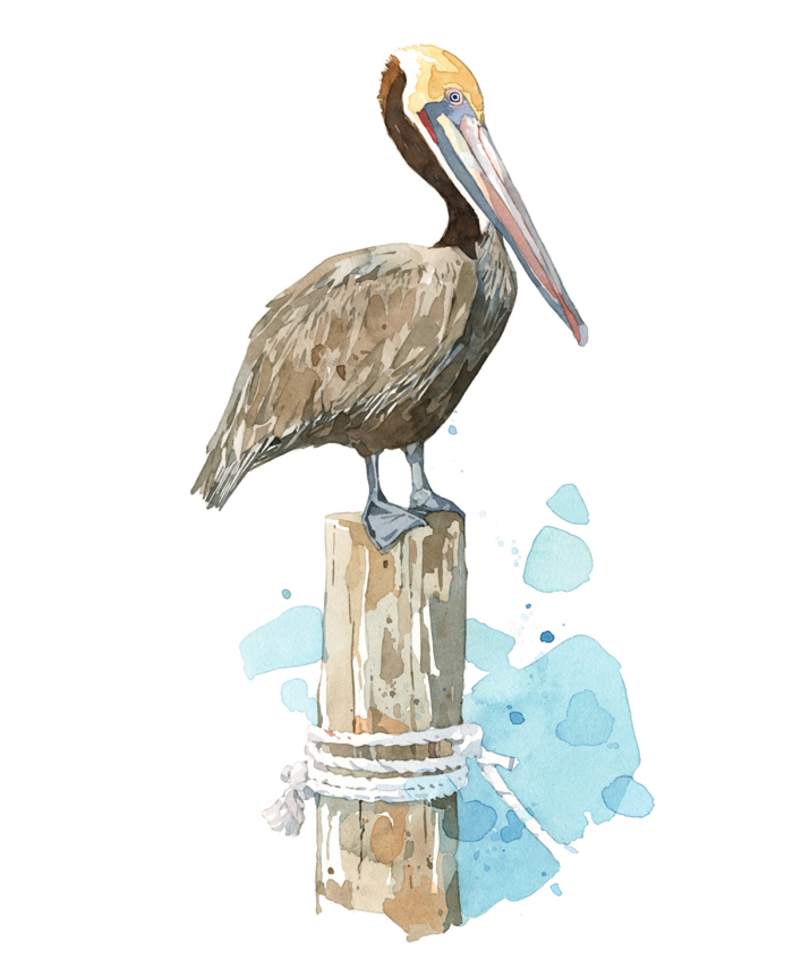 1600x1936 Pelican Watercolor Art Print, Coastal Wall Art David Scheirer - Pelican Watercolor Painting