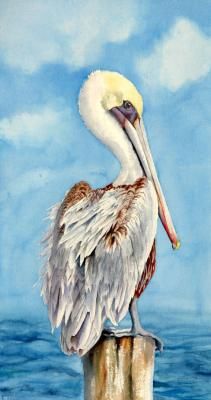 Pelican Watercolor Painting at PaintingValley.com | Explore collection ...