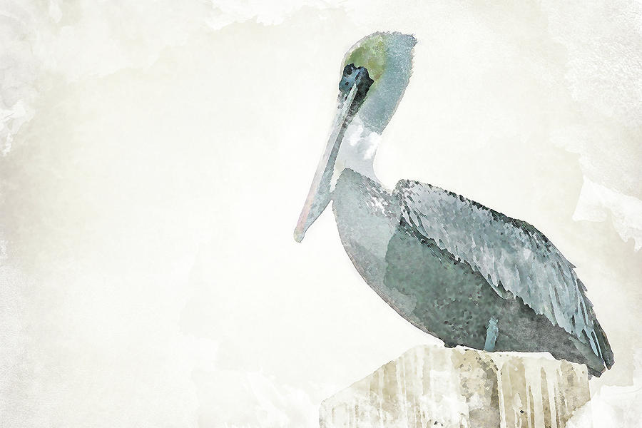 Pelican Watercolor Painting At Explore Collection