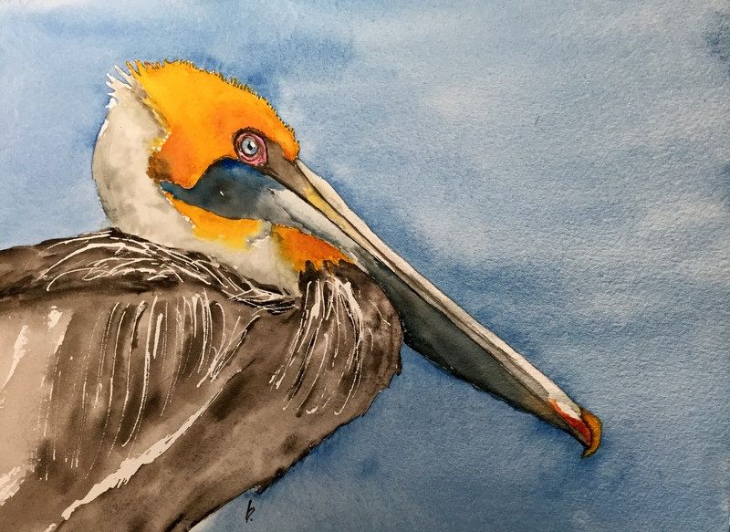 Pelican Watercolor Painting at PaintingValley.com | Explore collection ...