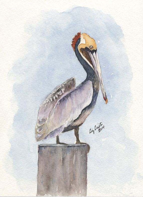 Pelican Watercolor Painting At Explore Collection