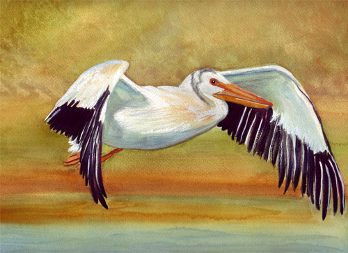 500x363 Bunny's Artwork Pelican Watercolor Painting - Pelican Watercolor Painting