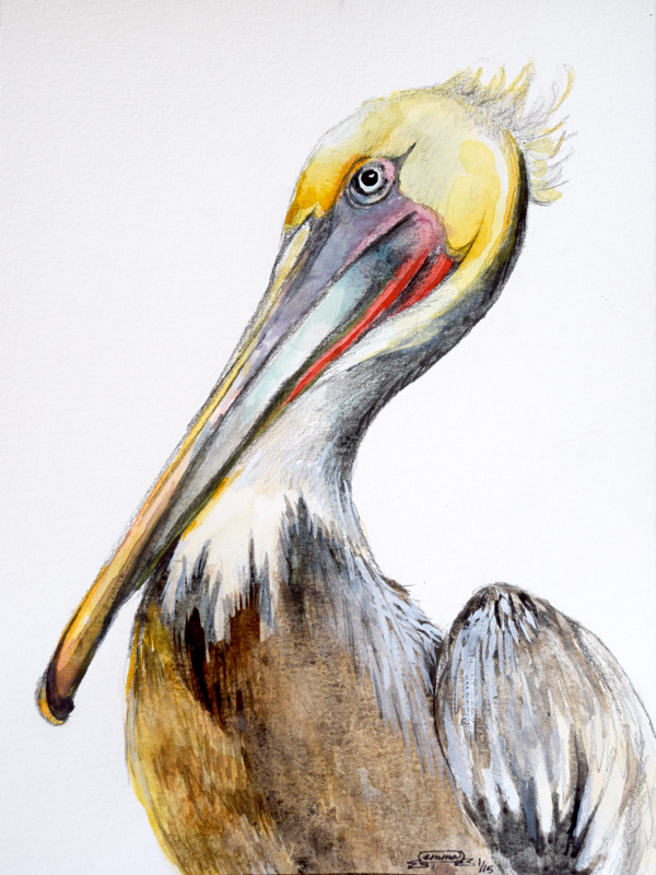 600x800 Color Pencil Watercolors - Pelican Watercolor Painting