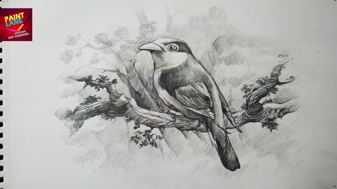 1280x720 How To Draw A Bird With Pencil Drawing Shading - Pencil Sketch Painting
