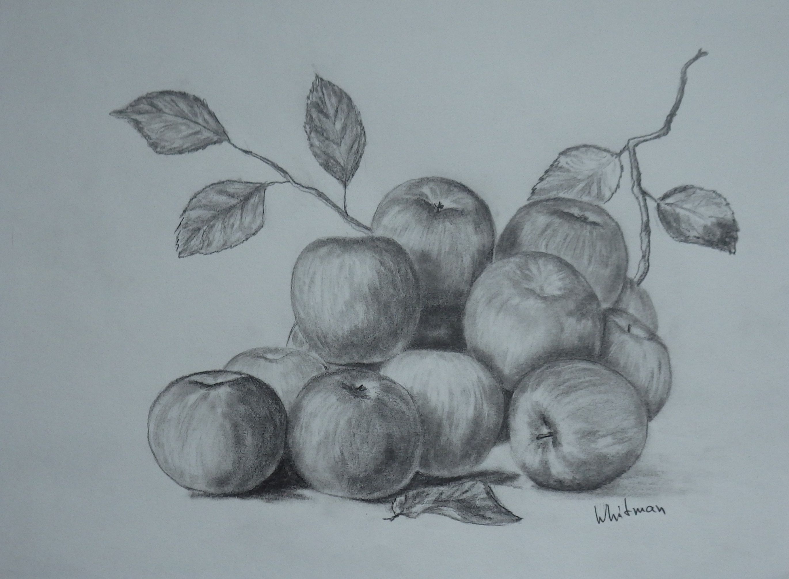 2741x2013 Apples, Still Life Sketch. Original Art, Graphite Pencil Drawing - Pencil Sketch Painting