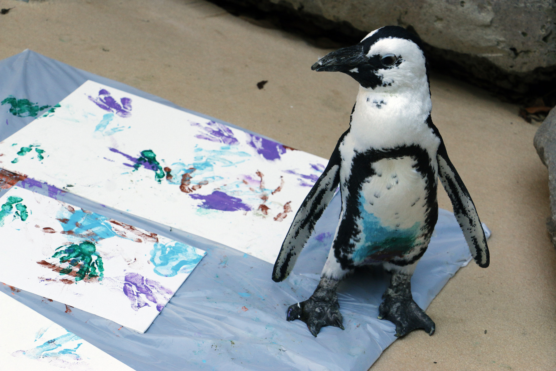 1800x1200 Paint Dallas Zoohoo! - Penguin Feet Painting