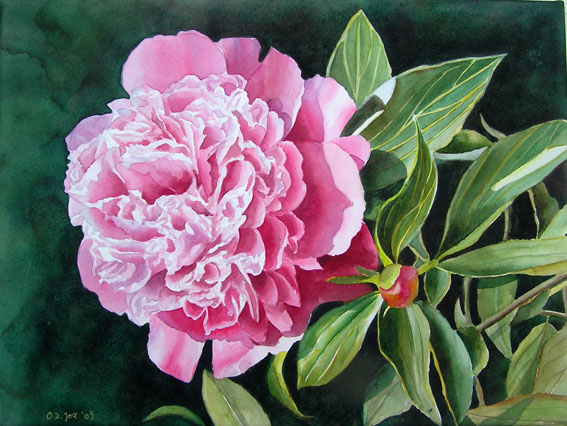 567x426 Pink Peony - Peony Flower Painting