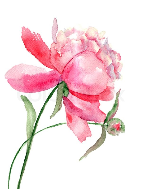 613x800 Beautiful Peony Flower, Watercolor Painting Stock Photo Colourbox - Peony Flower Painting