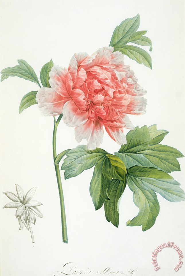 645x960 Pierre Joseph Redoute Peony Painting - Peony Painting