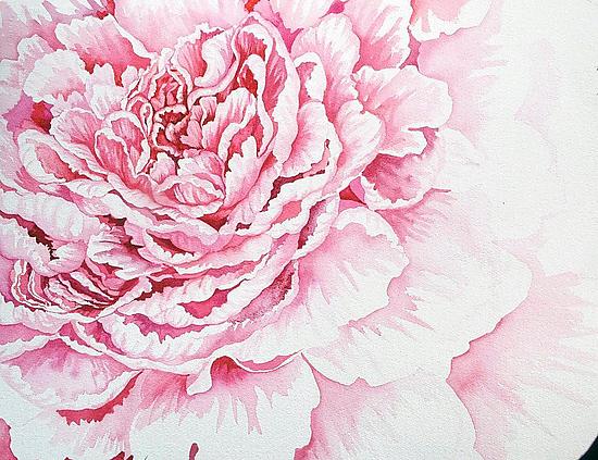 550x423 Pale Pink Peony By Helen Klebesadel (Watercolor Painting) Artful - Peony Watercolor Painting
