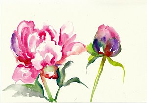 300x210 Peony Watercolor Paintings - Peony Watercolor Painting
