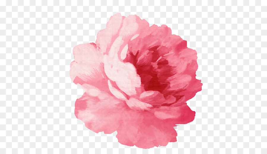 900x520 Watercolour Flowers Watercolor Painting Drawing - Peony Watercolor Painting