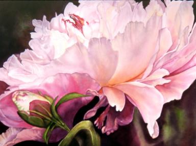 384x286 Peony Watercolor Painting By Jane Freeman - Peony Watercolor Painting