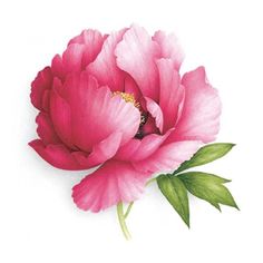 236x236 Beautiful Monochrome, Black And White Seamless Background - Peony Watercolor Painting