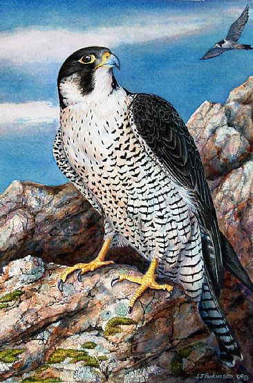 366x554 Peregrine Falcon - Peregrine Falcon Painting