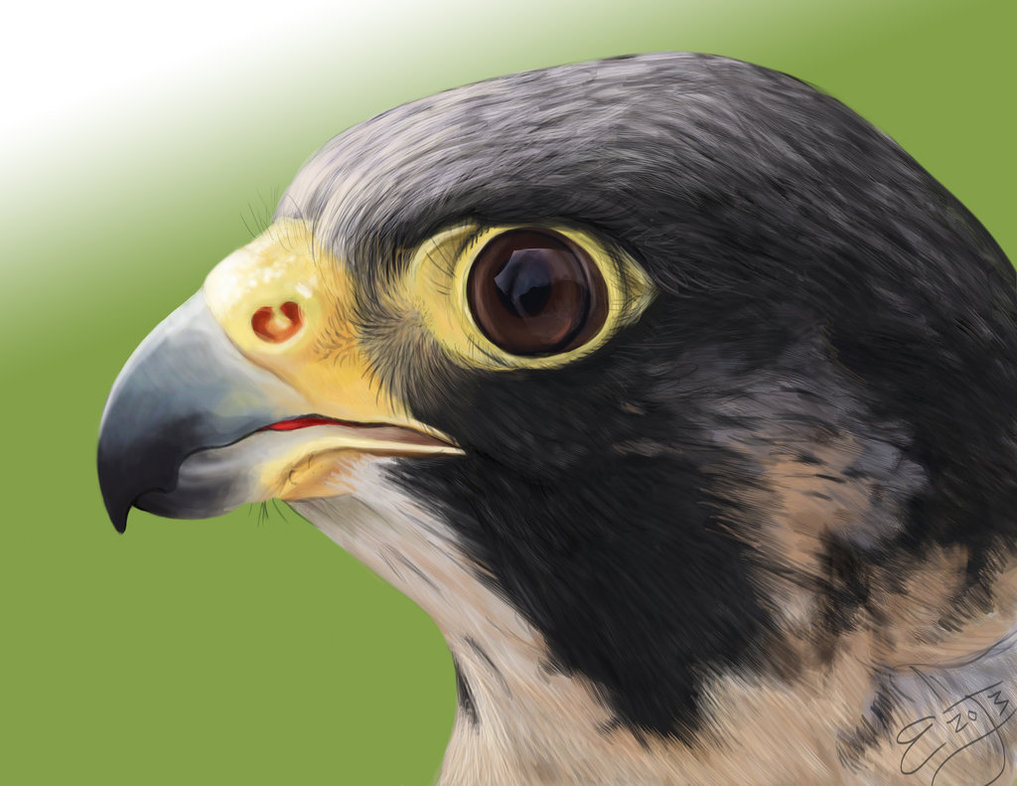 1017x786 Peregrine Falcon Digital Painting By Roaben - Peregrine Falcon Painting