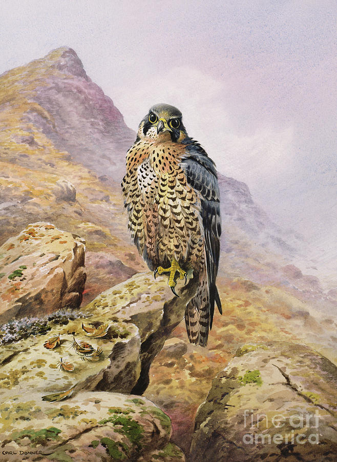 Peregrine Falcon Painting at PaintingValley.com | Explore collection of ...