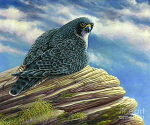 300x250 Peregrine Falcon Painting By Catherine Garneau - Peregrine Falcon Painting
