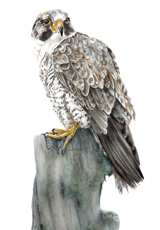 626x900 Peregrine Falcon Painting By Marie Burke - Peregrine Falcon Painting