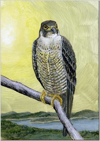 426x599 Peregrine Falcon By Artist Paul Wolber, - Peregrine Falcon Painting