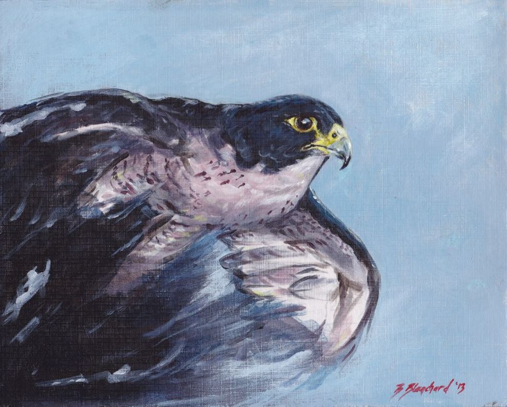 Peregrine Falcon Painting At Explore Collection Of