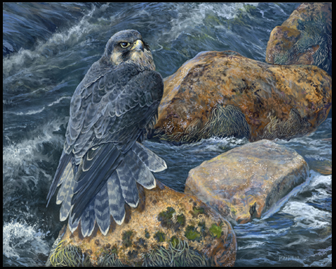 475x380 Peregrine Falcon Painting Archives - Peregrine Falcon Painting