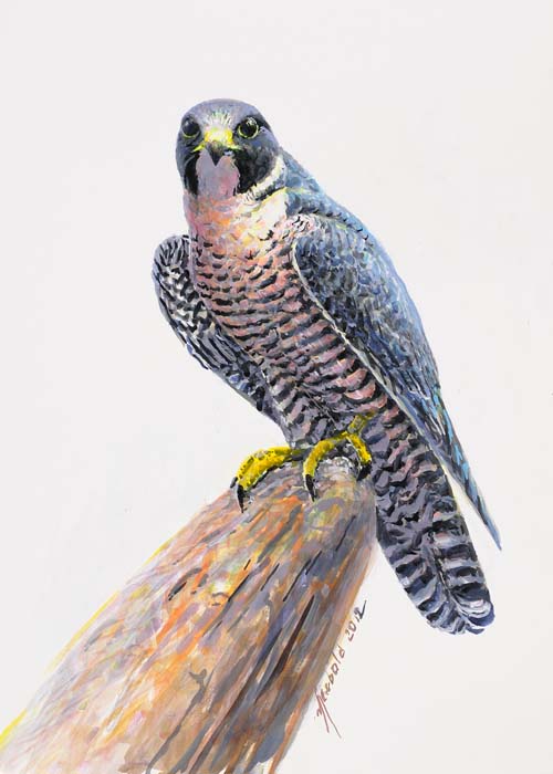 Peregrine Falcon Painting At Explore Collection Of