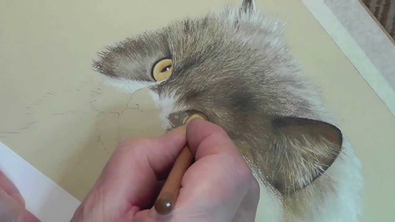 1280x720 Persian Cat Speed Painting - Persian Cat Painting
